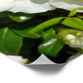 Poster Cherokee Rose (Coin)