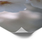 Poster Cherry Blossom 2 (Coin)