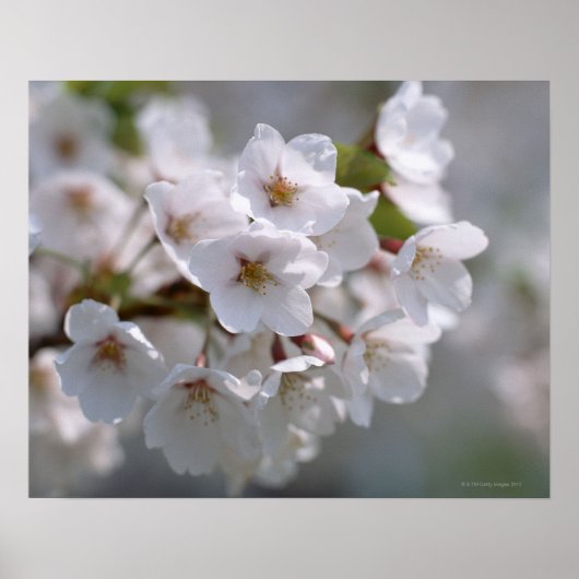 Poster Cherry Blossom 2 (Devant)