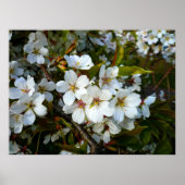 Poster Cherry Blossom II (Devant)