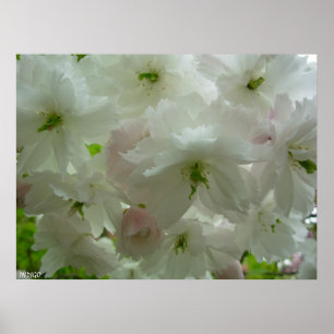Poster Cherry Blossom Imprimer Imprimé blanc