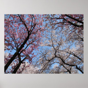 Poster Cherry Blossom : Japon