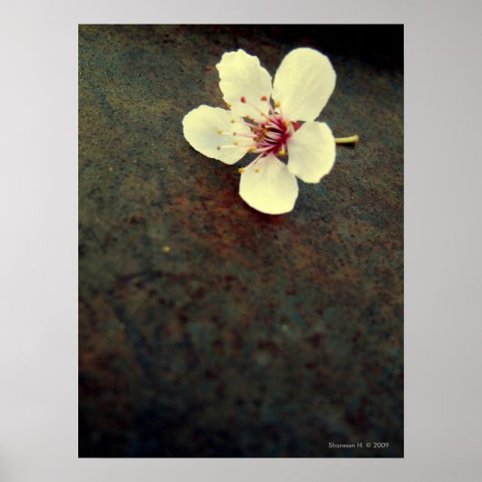 Poster Cherry Blossom sur l'affiche métallique (Devant)