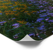 Poster Cherry Blossom Valley (Coin)