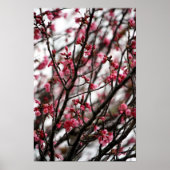 Poster Cherry Blossoms (Devant)