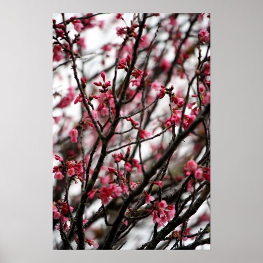 Poster Cherry Blossoms (Devant)