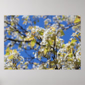 Poster Cherry Blossoms (Devant)