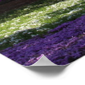 POSTER CHERRY BLOSSOMS (Coin)