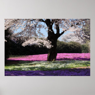 POSTER CHERRY BLOSSOMS