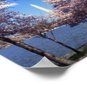 Poster Cherry Blossoms à Washington D.C. (Coin)