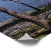 Poster Cherry Blossoms à Washington DC (Coin)