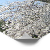 Poster Cherry Blossoms et le monument de Washington à DC (Coin)