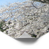 Poster Cherry Blossoms et le monument de Washington à DC (Coin)