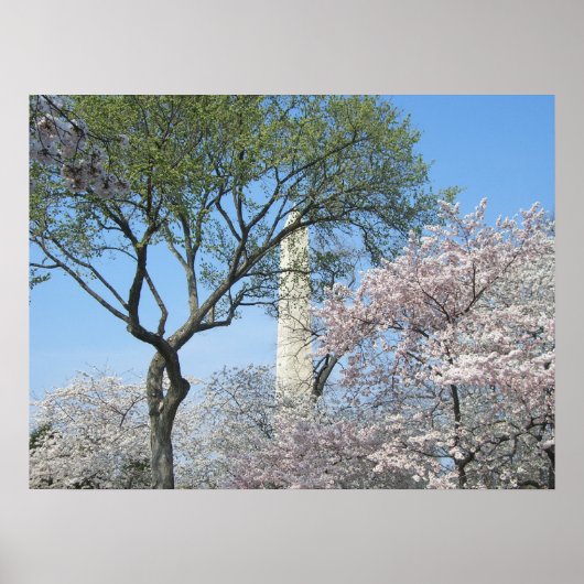 Poster Cherry Blossoms et le monument de Washington à DC (Devant)