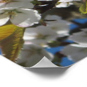 Poster Cherry Blossoms Imprimer (Coin)