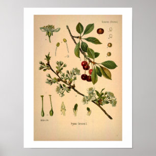 Poster Cherry Botanical Print