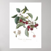 Poster Cherry, Cerise de Montmorency (Devant)