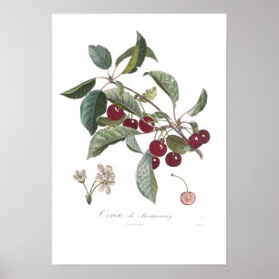 Poster Cherry, Cerise de Montmorency