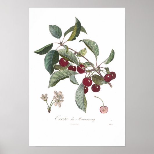 Poster Cherry, Cerise de Montmorency (Devant)