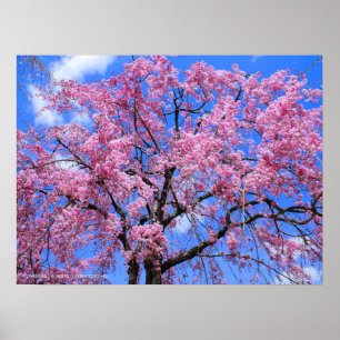 Poster Cherry de larmes : Yaebenishidare