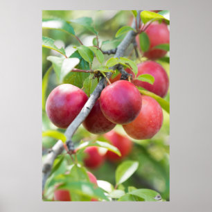 Poster Cherry plum on branch
