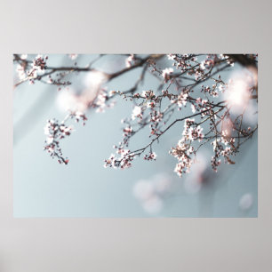 POSTER CHERRY ROSE BLOSSOM EN FERMETURE PHOTOGRAPHIE