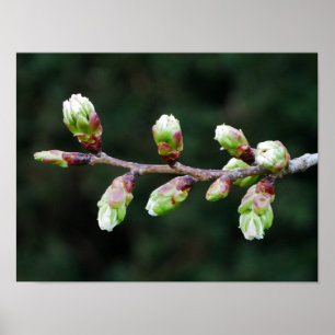 Poster Cherry Tree Buds