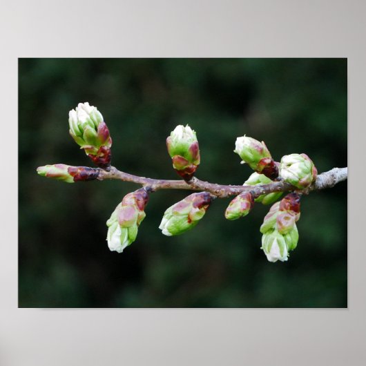 Poster Cherry Tree Buds (Voorkant)