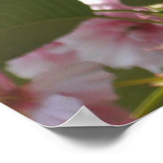 Poster Cherry Tree I Spring Floral (Coin)