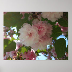 Poster Cherry Tree I Spring Floral
