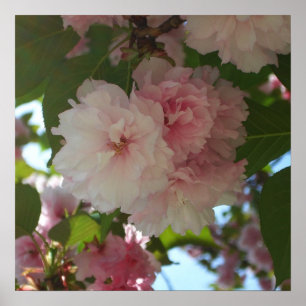 Poster Cherry Tree I Spring Floral