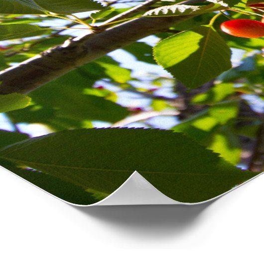 Poster Cherry Tree, Michigan (Coin)