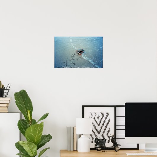 Poster / Chesapeake Bay Vrouw Blauwe krab (Thuiskantoor)