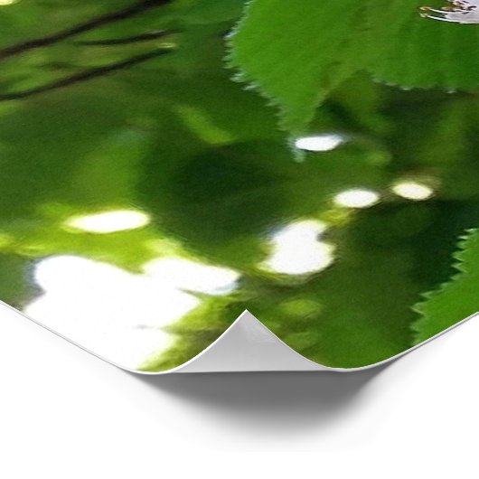 Poster chestnut flower (Coin)