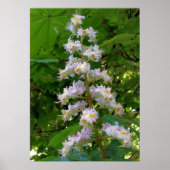 Poster chestnut flower (Devant)