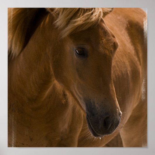 Poster Chestnut Horse Design Imprimer (Devant)