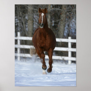 Poster Chestnut Trakehner Stallion In The Snow