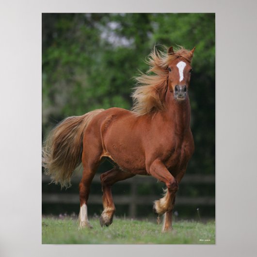 Poster Chestnut Welsh Pony Mane et Flux de queue (Devant)