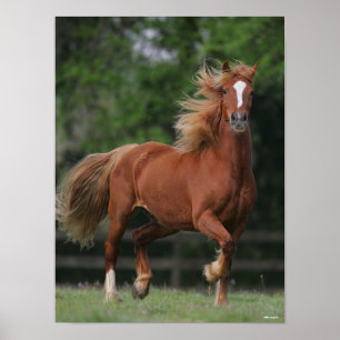 Poster Chestnut Welsh Pony Mane et traîne