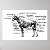 Poster Cheval (Devant)