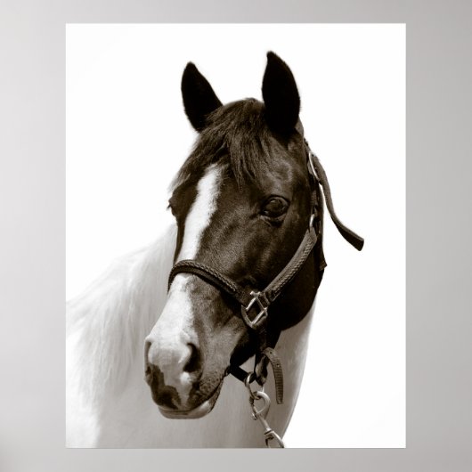 Poster Cheval (Devant)
