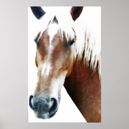 Poster Cheval (Devant)