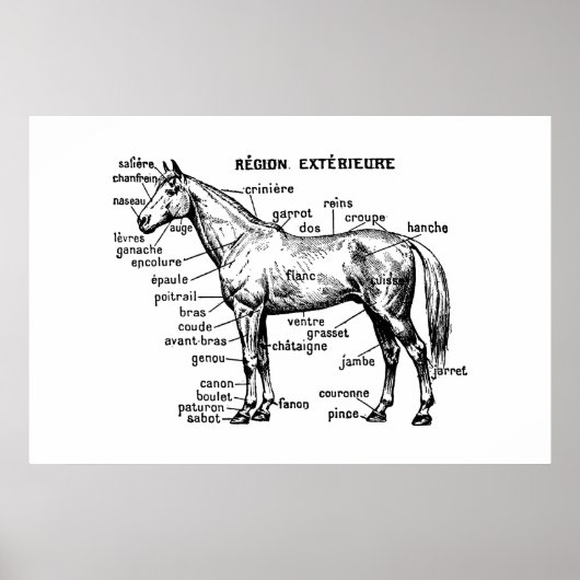 Poster Cheval (Devant)