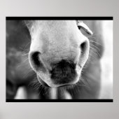 Poster Cheval (Devant)