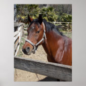 Poster Cheval (Devant)