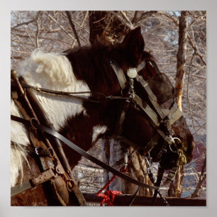 Poster Cheval à bascule Pinto