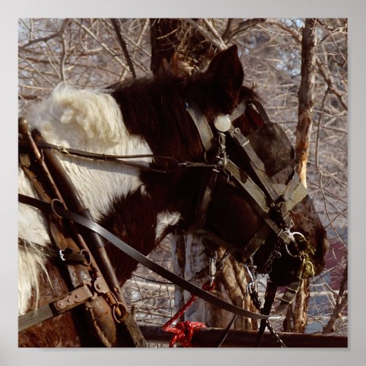 Poster Cheval à bascule Pinto (Devant)