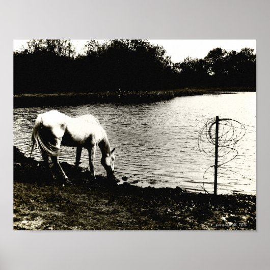 Poster Cheval à l'étang (Devant)