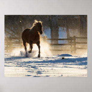 Poster Cheval à travers la neige