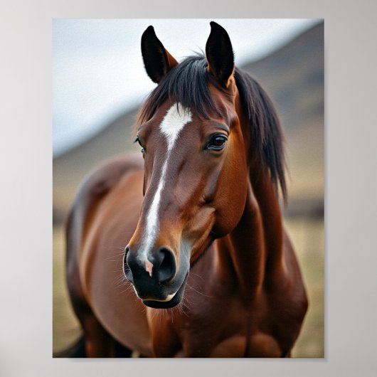 Poster cheval américain (Devant)